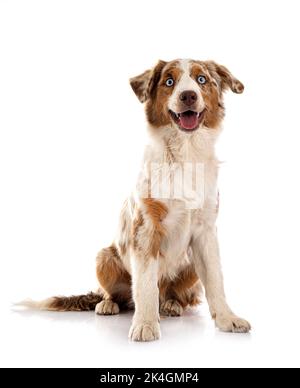 Miniatur American Shepherd vor weißem Hintergrund Stockfoto