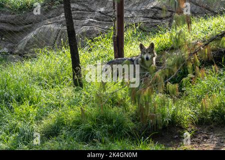 Canis lupus Mexikanischer grauer Wolf im Zoo, hinter einem Netz, das ihn enthält, mexiko Stockfoto