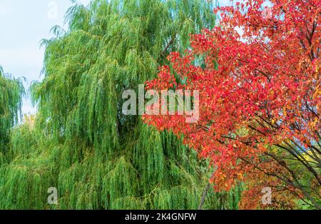 Herbstbäume mit gelben, roten und grünen Blättern. Herbstlaub auf den Ästen von Bäumen. Natürliche Farben des Herbstes. Stockfoto