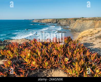 Nahaufnahme der roten Blätter der blühenden sauren Feigenblüte auf dem Hintergrund des Sandstrandes Praia de Nossa Senhora, der Meereswellen und der Klippe der wilden Rota Vicentina Stockfoto