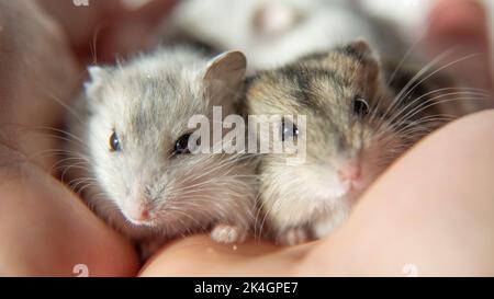 Niedliche junge Hamster in den fürsorglichen Händen des Besitzers. Hamster sind zahme flauschige Haustiere. Stockfoto