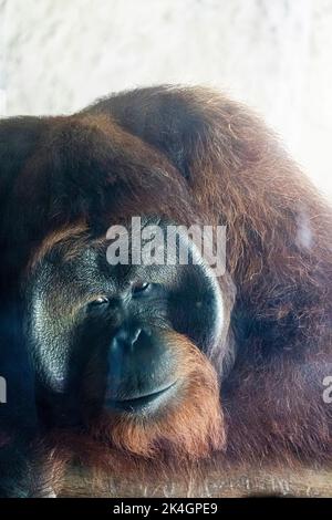 Pongo pygmaeus orangutan liegend auf einem Glas, mit einem traurigen Blick, Zoo, mexiko Stockfoto