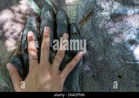 Vergleich der Größe einer menschlichen Hand mit der Hand eines Affen, Orang-Utan, der Hand einer jungen Frau. guadalajara Stockfoto