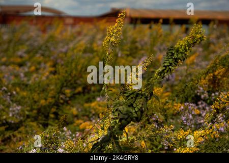 Details der Herbstfarben im Wildblumengarten am Chicagoer Seeufer Stockfoto