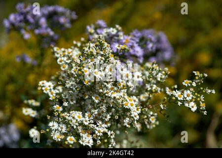 Urbane Wildblumen entlang des Chicagoer Seeufer im Herbst Stockfoto