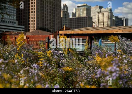 Wildblumengarten am See am Ohio Beach in Chicago Stockfoto