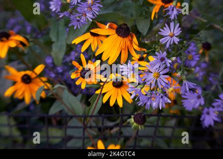 Urbane Wildblumen entlang des Chicagoer Seeufer im Herbst Stockfoto