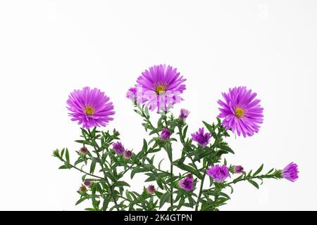 Symphyotrichum novi-belgii, New York Aster oder Aster novi-belgii blühen auf weißem Grund. Stockfoto