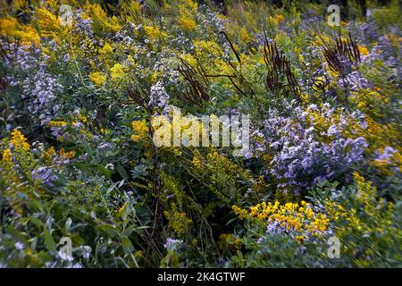 Urbane Wildblumen entlang des Chicagoer Seeufer im Herbst Stockfoto