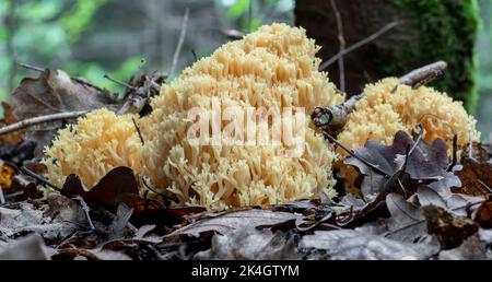 Ramaria aurea essbarer Pilz im Wald im Herbst. Stockfoto