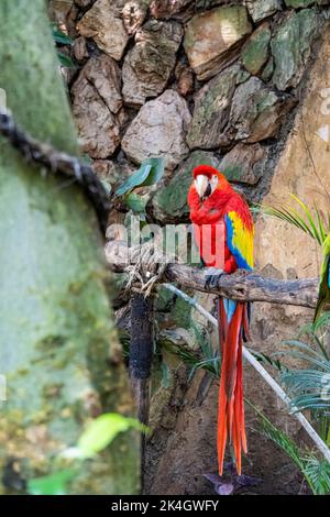 Ara macao Porträt eines farbenfrohen scharlachroten Papageien vor Dschungelhintergrund, Zoo mexiko guadalajara Stockfoto