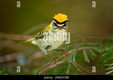 Firecrest - Regulus ignicapilla kleiner Waldvogel mit dem gelben Kamm, der im dunklen Wald singt, auf dem Lärchenzweig sitzend, sehr kleine Sperlingsvögel Stockfoto