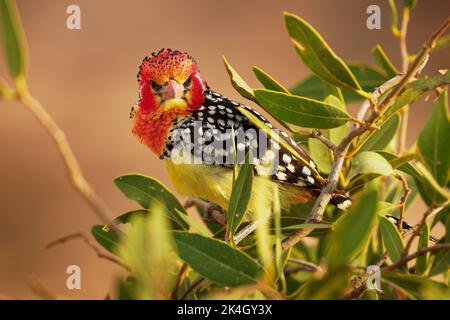 Rot-gelber Barbet Trachyphonus erythrocephalus Arten von afrikanischem Barbet, der in Ostafrika gefunden wird, allesfressend, ernährt sich von Samen, Früchten und Invertebra Stockfoto