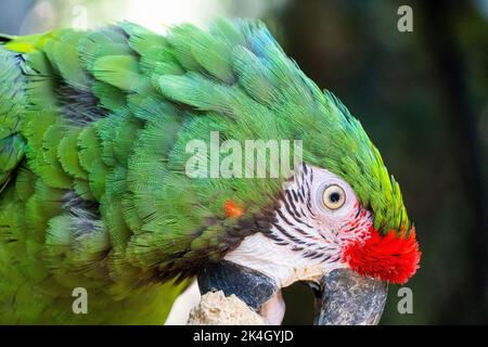 Amazona viridigenalis, ein Porträt-Papagei mit roter Fassade, posiert und beißt, schöner Vogel mit grünem und rotem Gefieder, mexiko Stockfoto