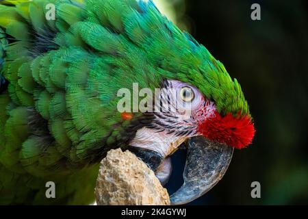 Amazona viridigenalis, ein Porträt-Papagei mit roter Fassade, posiert und beißt, schöner Vogel mit grünem und rotem Gefieder, mexiko Stockfoto