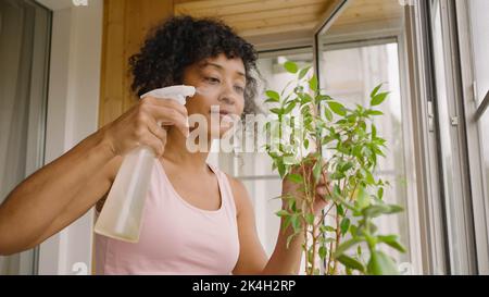 Afroamerikanische Frau sprüht grüne Blätter der Topfpflanze, die zu Hause auf dem Balkon wächst. Die junge Hausfrau kümmert sich um die Nahaufnahme der Pflanze Stockfoto