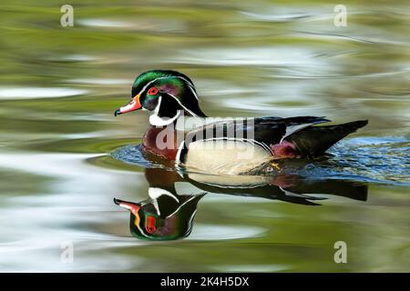 Eine Holzente schwimmend friedlich in einem schönen See mit Reflexionen. Stockfoto
