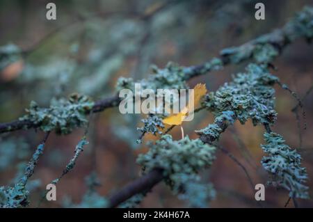 Ein herbstliches gelbes Blatt fiel auf einen alten, mit Moos und Flechten bewachsenen Ast Stockfoto