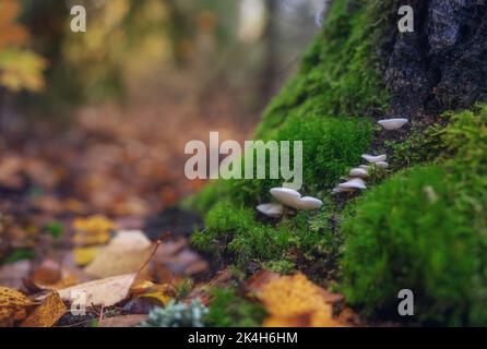 Pilze, die in Moos auf einem Baumstamm zwischen herbstlichen Herbstlaub wachsen Stockfoto