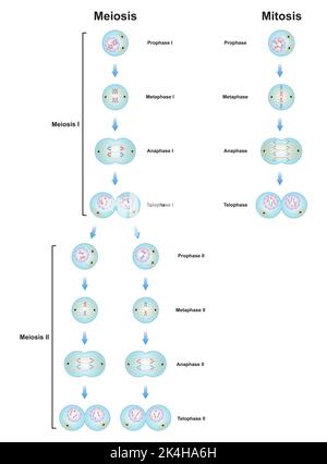 Wissenschaftliche Entwicklung von Unterschieden zwischen Meiose und Mitose. Bunte Symbole. Vektorgrafik. Stock Vektor