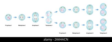 Wissenschaftliche Gestaltung von Meiosisephasen. Verfahren Zur Teilung Von Keimzellen. Bunte Symbole. Vektorgrafik. Stock Vektor