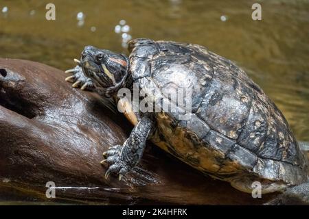 Pseudemys rubriventris, Schildkröte im natürlichen Lebensraum. Rote nordamerikanische Rotbauchschildkröte auf dem Baumstamm im Fluss. Stockfoto