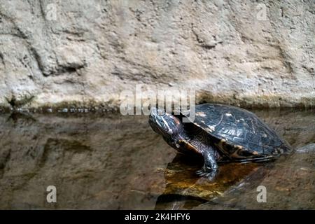 Pseudemys rubriventris, Schildkröte im natürlichen Lebensraum. Rote nordamerikanische Rotbauchschildkröte auf dem Baumstamm im Fluss. Stockfoto