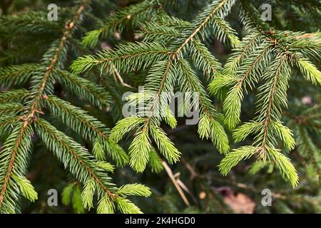 Pine Tree Closeup Stockfoto