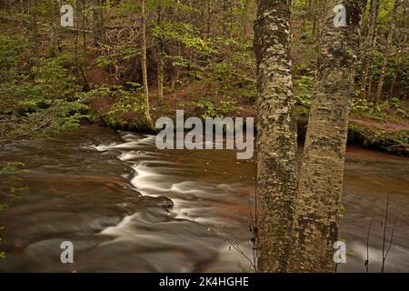 Das Wasser fließt entlang eines Baches in einer ruhigen bewaldeten Umgebung. Stockfoto