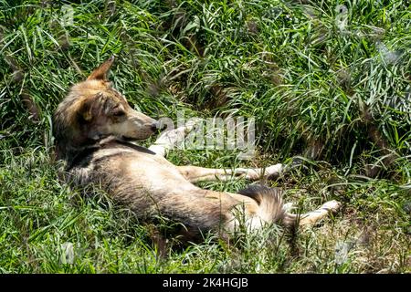 Canis lupus Mexikanischer grauer Wolf im Zoo, hinter einem Netz, das ihn enthält, mexiko Stockfoto