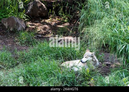 Canis lupus Mexikanischer grauer Wolf im Zoo, hinter einem Netz, das ihn enthält, mexiko Stockfoto