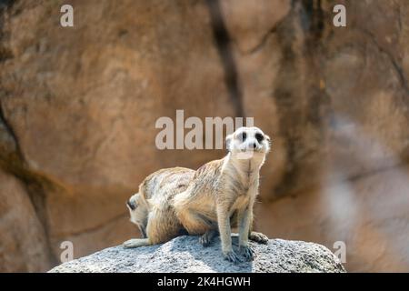 Erdmännchen, Suricata suricatta, sitzend auf einem steinernen ruhenden, haarigen Tier, mexiko Stockfoto