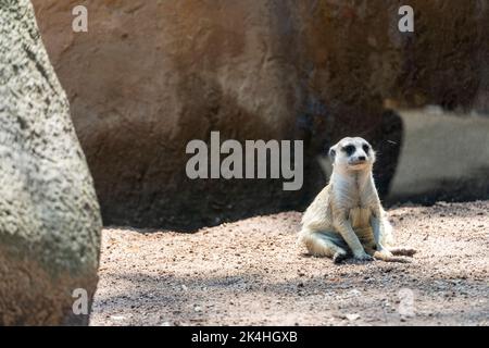 Erdmännchen, Suricata suricatta, sitzend auf einem steinernen ruhenden, haarigen Tier, mexiko Stockfoto