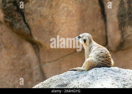 Erdmännchen, Suricata suricatta, sitzend auf einem Felsen ruhenden, haarigen Tier, guadalajara, mexiko warmes Klima Stockfoto