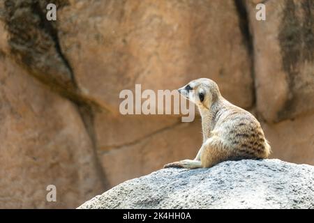 Erdmännchen, Suricata suricatta, sitzend auf einem Felsen ruhenden, haarigen Tier, guadalajara, mexiko warmes Klima Stockfoto