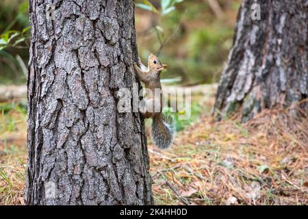 Ein Eichhörnchen klettert auf die Seite eines Baumes, mit hellen Augen und buschigen Schwanzungen. Stockfoto