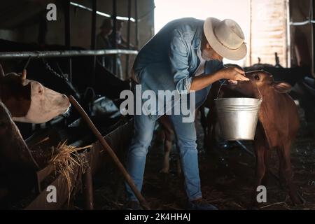 Reifer männlicher Bauer, der im Kuhstall arbeitet Stockfoto