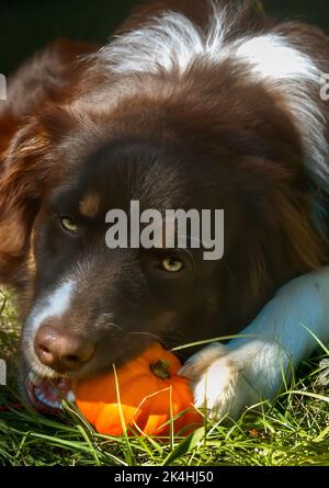 Cowboy, ein acht Monate alter australischer Schäferhund, Snacks auf einem Miniatur-Kürbis, 30. Oktober 2008, in Northport, Alabama. Stockfoto