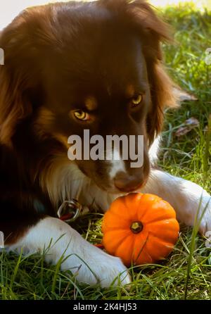 Cowboy, ein acht Monate alter australischer Schäferhund, spielt am 30. Oktober 2008 in Northport, Alabama, mit einem Miniaturkürbis. Stockfoto