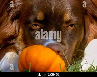 Cowboy, ein acht Monate alter australischer Schäferhund, spielt am 30. Oktober 2008 in Northport, Alabama, mit einem Miniaturkürbis. Stockfoto