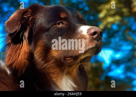 Cowboy, ein acht Monate alter australischer Schäferhund, wird am 30. Oktober 2008 in Northport, Alabama. Stockfoto