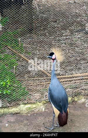 Gekrönter Kranich, Balearica regulorum, in einem Gitterkäfig im Zoo, ein Vogel mit bunten Federn, Mexiko Stockfoto