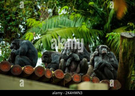 Schimpansen, auch als Schimpansen bekannt, zeigen ihr geselliges Verhalten, ist eine Spezies von großen Affen, die hauptsächlich in den Wäldern und Savannen Afrikas leben. Stockfoto