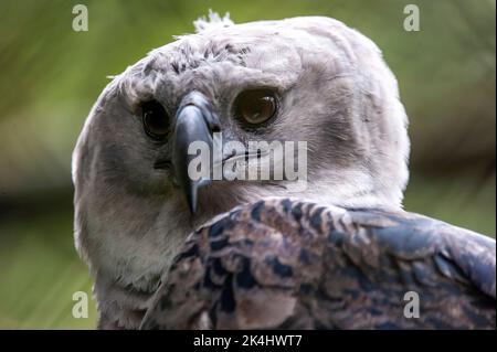 Nahaufnahme eines Harpienadlers (Harpia harpyja), einer neotropischen Adlerart Stockfoto