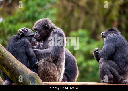 Schimpansen, auch als Schimpansen bekannt, zeigen ihr geselliges Verhalten, ist eine Spezies von großen Affen, die hauptsächlich in den Wäldern und Savannen Afrikas leben. Stockfoto