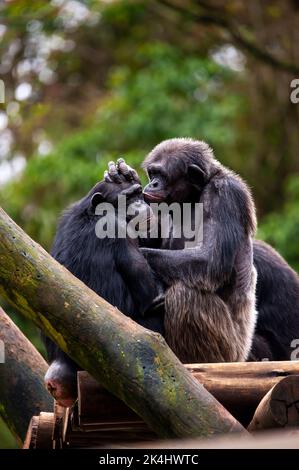 Schimpansen, auch als Schimpansen bekannt, zeigen ihr geselliges Verhalten, ist eine Spezies von großen Affen, die hauptsächlich in den Wäldern und Savannen Afrikas leben. Stockfoto