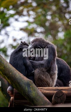 Schimpansen, auch als Schimpansen bekannt, zeigen ihr geselliges Verhalten, ist eine Spezies von großen Affen, die hauptsächlich in den Wäldern und Savannen Afrikas leben. Stockfoto