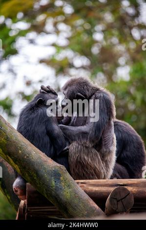 Schimpansen, auch als Schimpansen bekannt, zeigen ihr geselliges Verhalten, ist eine Spezies von großen Affen, die hauptsächlich in den Wäldern und Savannen Afrikas leben. Stockfoto