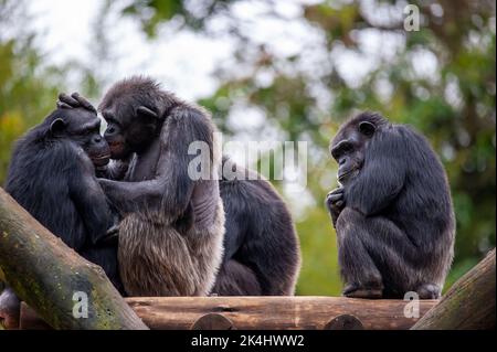 Schimpansen, auch als Schimpansen bekannt, zeigen ihr geselliges Verhalten, ist eine Spezies von großen Affen, die hauptsächlich in den Wäldern und Savannen Afrikas leben. Stockfoto