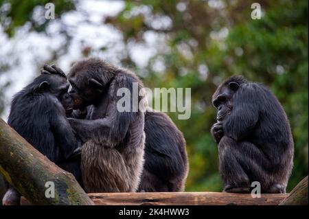 Schimpansen, auch als Schimpansen bekannt, zeigen ihr geselliges Verhalten, ist eine Spezies von großen Affen, die hauptsächlich in den Wäldern und Savannen Afrikas leben. Stockfoto